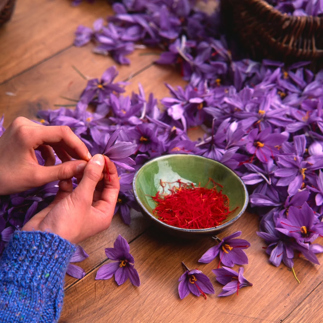 PurePicks Presents :The Golden Elixir: 7 Amazing Health Benefits of Kashmiri Saffron